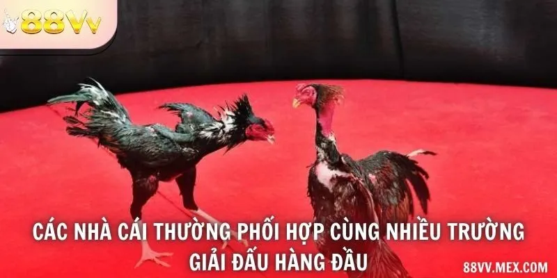 Các nhà cái thường phối hợp cùng nhiều trường - giải đấu hàng đầu