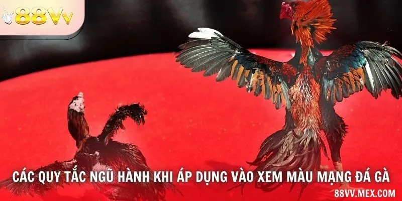 Các quy tắc ngũ hành khi áp dụng vào xem màu mạng đá gà