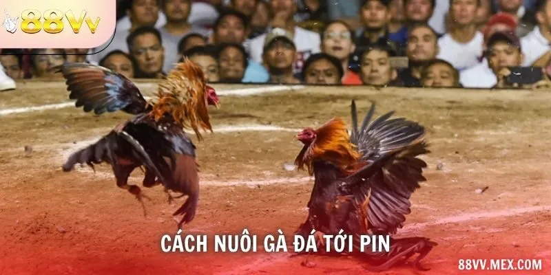 cách nuôi gà đá tới pin