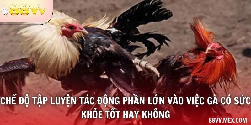 Chế độ tập luyện tác động phần lớn vào việc gà có sức khỏe tốt hay không