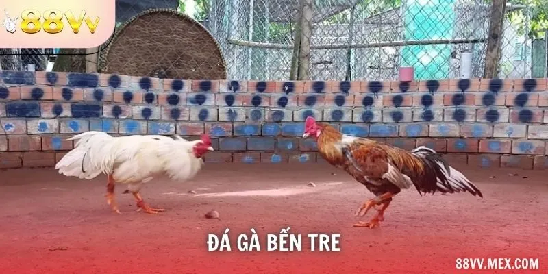 Đá gà Bến Tre