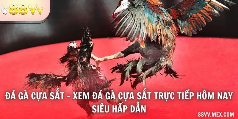 Đá gà cựa sắt - xem đá gà cựa sắt trực tiếp hôm nay siêu hấp dẫn