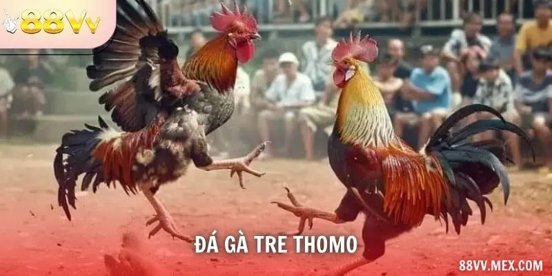 Đá gà tre Thomo