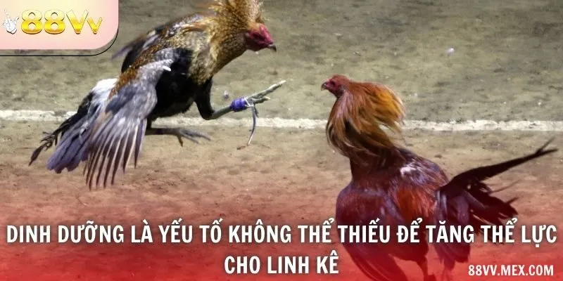 Dinh dưỡng là yếu tố không thể thiếu để tăng thể lực cho linh kê