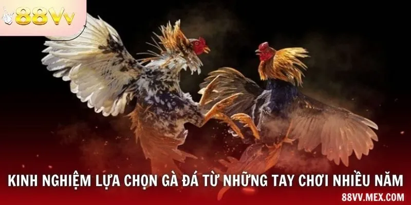 Kinh nghiệm lựa chọn gà đá từ những tay chơi nhiều năm