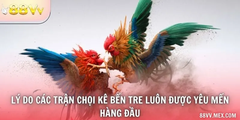 Lý do các trận chọi kê Bến Tre luôn được yêu mến hàng đầu