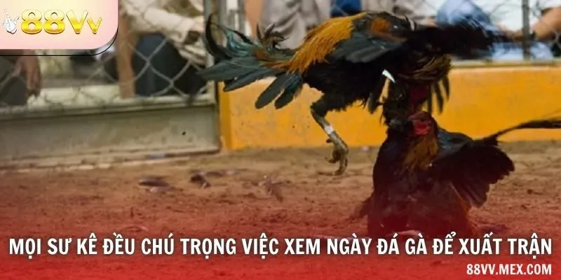 Mọi sư kê đều chú trọng việc xem ngày đá gà để xuất trận