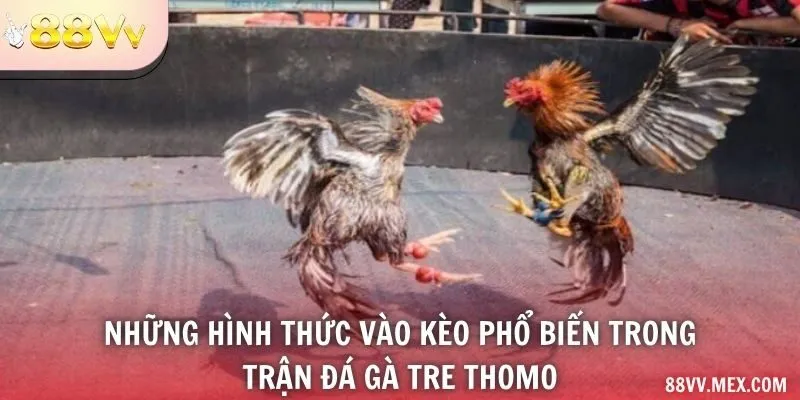 Những hình thức vào kèo phổ biến trong trận đá gà tre Thomo
