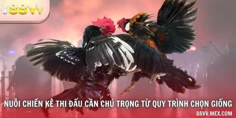 Nuôi chiến kê thi đấu cần chú trọng từ quy trình chọn giống