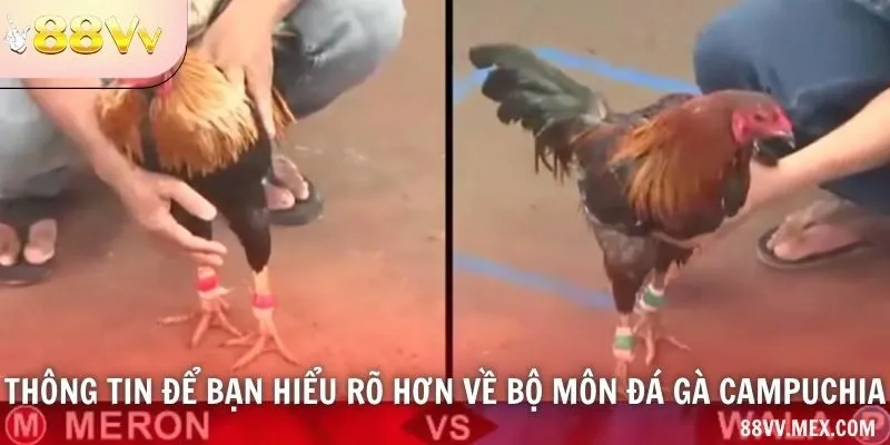 Thông tin để bạn hiểu rõ hơn về bộ môn đá gà Campuchia