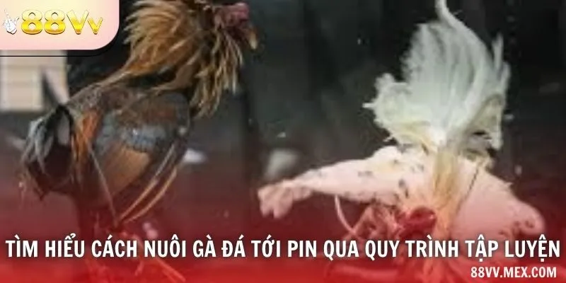Tìm hiểu cách nuôi gà đá tới pin qua quy trình tập luyện