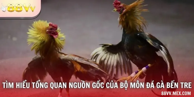 Tìm hiểu tổng quan nguồn gốc của bộ môn đá gà Bến Tre