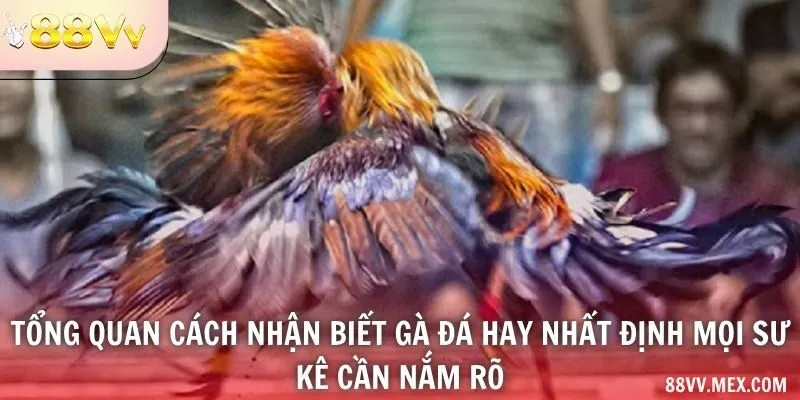 Tổng quan cách nhận biết gà đá hay nhất định mọi sư kê cần nắm rõ