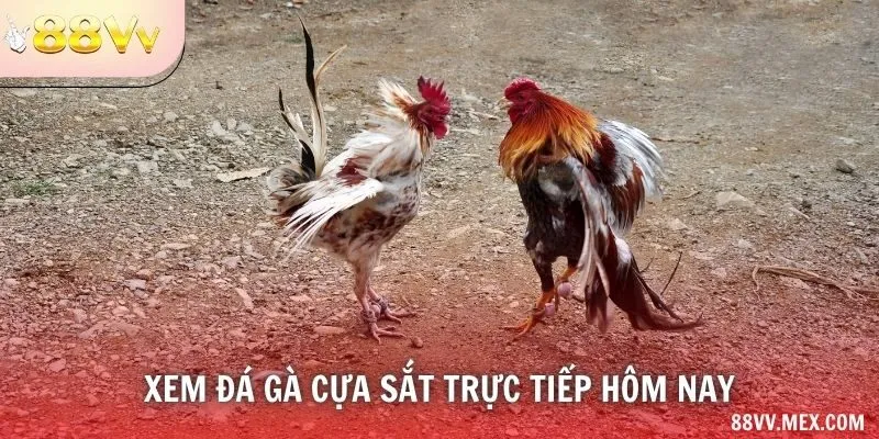 Xem Đá Gà Cựa Sắt Trực Tiếp Hôm Nay