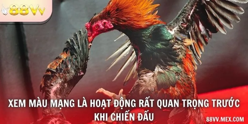 Xem màu mạng là hoạt động rất quan trọng trước khi chiến đấu